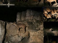 android_upload_pic-清迈夜间动物园