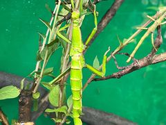 -上海大自然野生昆虫馆(东方明珠·爬宠昆虫探索中心)
