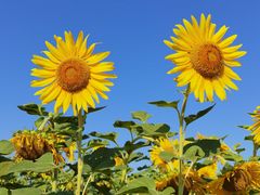 -汉长安城未央宫国家考古遗址公园