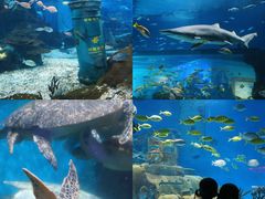 -海合安武汉极地海洋公园