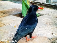 -呀路古热带植物园