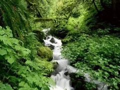 -庐山碧龙潭风景区