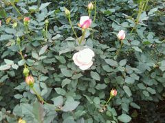 -人民公园(罗湖区)