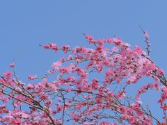 -陕西省西安植物园