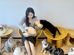 -有喵·猫咖·狗咖·40+猫狗有小奶狗(岗厦店)