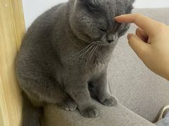 -申普宠物医院·心脏介入·心血管微创(总院)