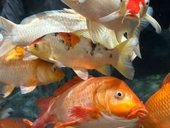 -上海海洋水族馆