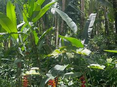 -中国科学院西双版纳热带植物园