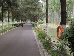 -合肥滨湖国家森林公园