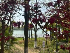 -金鸡湖桃花岛