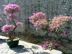 -九龙寨城公园