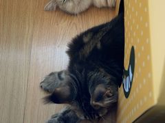 -猫大福·Fortune Cat猫舍(百子湾店)