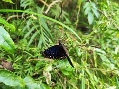 -广州白江湖森林公园