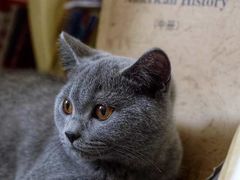 -糯米喵星人总部直营旗舰店·猫舍·幼猫出售