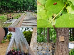 -阳台山自然风景区