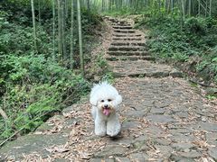 -午潮山国家森林公园