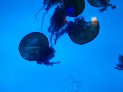 -太平洋海底世界