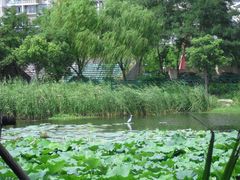 -新江湾城公园