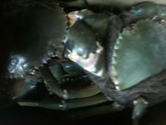 -龙海鲜螃蟹王(宏茂桥店)