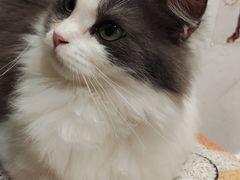-楼上猫咖(罗湖店)