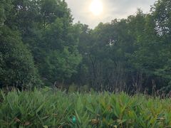 -西木兔(大圆祥店)