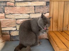 -猫的茶·猫咖