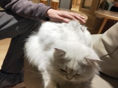 -猫腻·猫咖·撸猫馆(星光大道店)