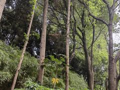 -嘉定紫藤园