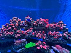 -海合安青岛极地海洋公园