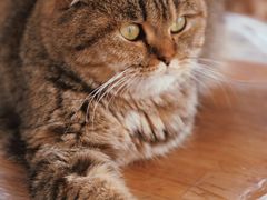 -猫小院猫主题餐厅(南锣旗舰店)