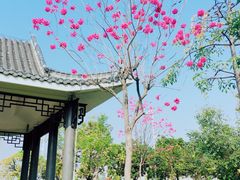 -映月湖公园