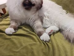 -滚猫咖啡·猫咖·猫友好撸猫(未来城店)