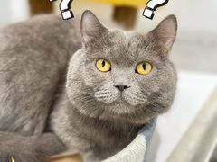 -COLOR PETS 撸猫馆·购猫·猫咖(长风大悦城店)
