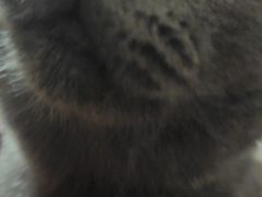 -瑞鹏宠物医院·猫科·宠保定点(梅溪湖分院)