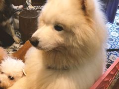 -more than meow吴止猫主题餐厅(承德 中船汇店)