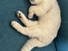 -博特宠物医院24h犬猫全科.骨科·异宠