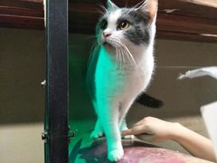 -猫咪博物馆(顶澳仔猫街店)