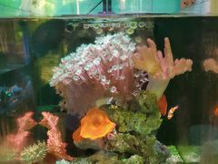 -本溪路花鸟市场(江浦路1709弄小区店)