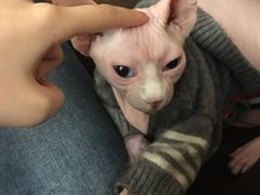 -猫友咖啡店(玉林西路店)