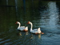 -宁波九龙湖开元度假村