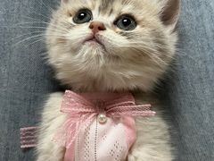 -老吴的猫·猫舍(新区店)