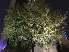 -上海柏悦酒店