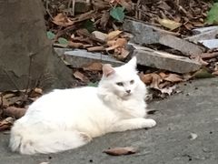 猫猫-晓港公园