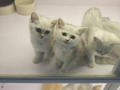 -喵的天空名猫咖啡馆·撸猫·猫舍·用品