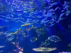 -华夏文旅海洋公园