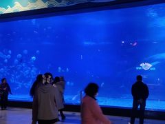 -烟台海昌鲸鲨海洋公园