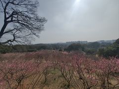 -无锡梅园公园