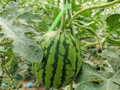 -庞各庄翠芳园西瓜蔬菜基地采摘园