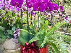 -溪岸路花鸟市场