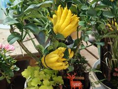 -龙大花卉苗木市场